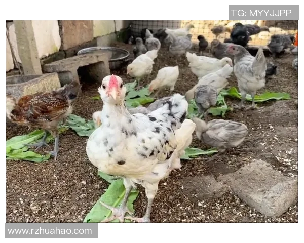 小鸡足球明星名字大全让你了解可爱小鸡的足球世界与精彩故事